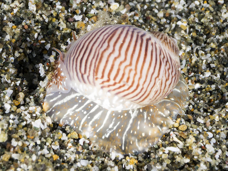 Natica pluvialis